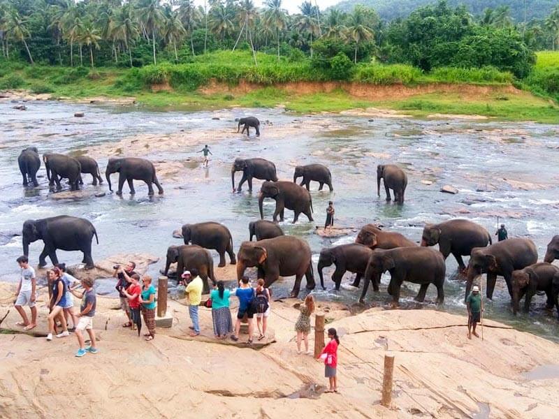 Pinnawala Elephant Orphanage Sri Lanka