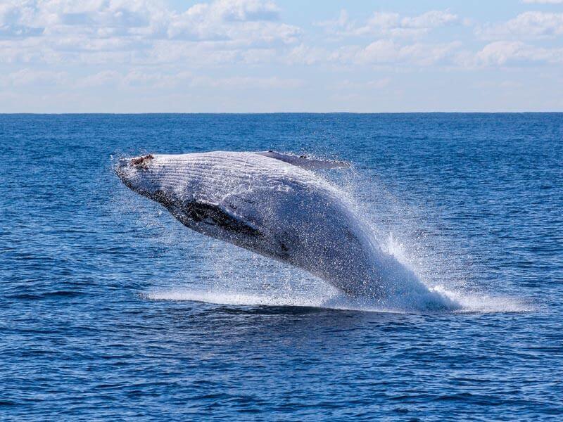 Watch Whales off Mirissa